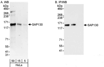 Rabbit anti-SAP130 Antibody, Affinity Purified