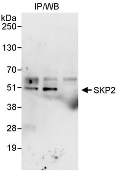 Rabbit anti-SKP2 Antibody, Affinity Purified