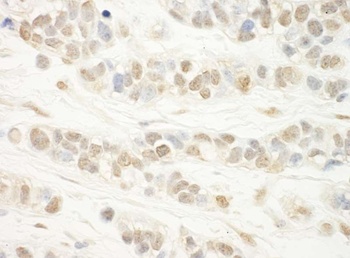 Rabbit anti-WDR5 Antibody, Affinity Purified