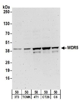 Rabbit anti-WDR5 Antibody, Affinity Purified