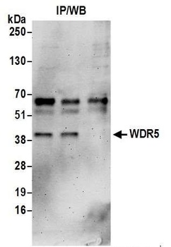 Rabbit anti-WDR5 Antibody, Affinity Purified
