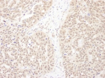 Rabbit anti-WDR5 Antibody, Affinity Purified