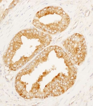 Rabbit anti-MARCKS-like1 Antibody, Affinity Purified