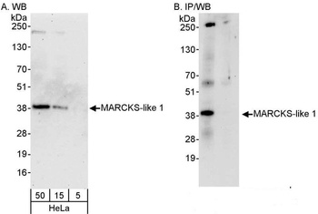 Rabbit anti-MARCKS-like1 Antibody, Affinity Purified