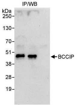 Rabbit anti-BCCIP Antibody, Affinity Purified