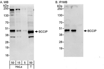 Rabbit anti-BCCIP Antibody, Affinity Purified