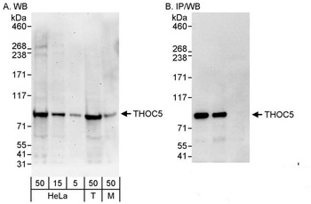 Rabbit anti-THOC5 Antibody, Affinity Purified