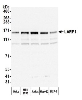 Rabbit anti-LARP1 Antibody, Affinity Purified