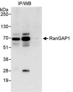 Rabbit anti-RanGAP1 Antibody, Affinity Purified