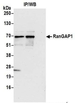 Rabbit anti-RanGAP1 Antibody, Affinity Purified