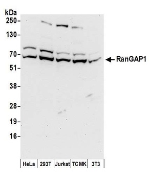 Rabbit anti-RanGAP1 Antibody, Affinity Purified