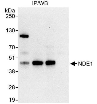 Rabbit anti-NDE1 Antibody, Affinity Purified