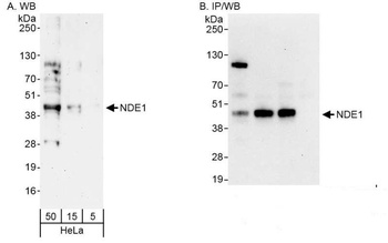 Rabbit anti-NDE1 Antibody, Affinity Purified