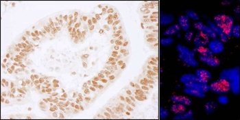Rabbit anti-PLRG1 Antibody, Affinity Purified