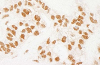 Rabbit anti-NELFE Antibody, Affinity Purified