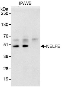 Rabbit anti-NELFE Antibody, Affinity Purified