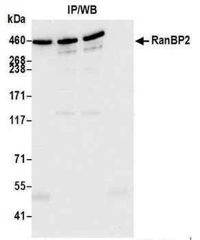 Rabbit anti-RanBP2 Antibody, Affinity Purified