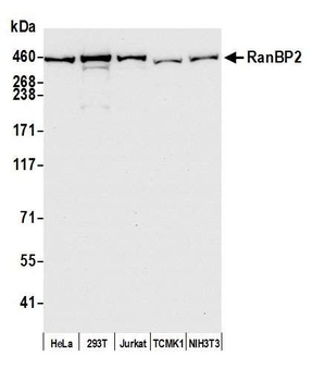 Rabbit anti-RanBP2 Antibody, Affinity Purified