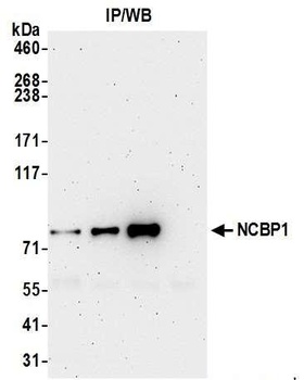 Rabbit anti-NCBP1/CBP80 Antibody, Affinity Purified