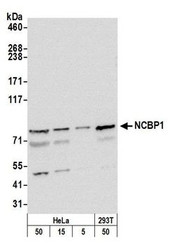 Rabbit anti-NCBP1/CBP80 Antibody, Affinity Purified