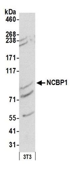 Rabbit anti-NCBP1/CBP80 Antibody, Affinity Purified