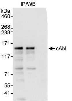 Rabbit anti-cAbl Antibody, Affinity Purified