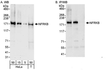 Rabbit anti-NFRKB Antibody, Affinity Purified