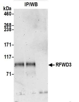 Rabbit anti-RFWD3 Antibody, Affinity Purified