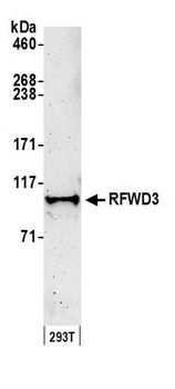 Rabbit anti-RFWD3 Antibody, Affinity Purified