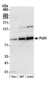 Rabbit anti-PolH Antibody, Affinity Purified