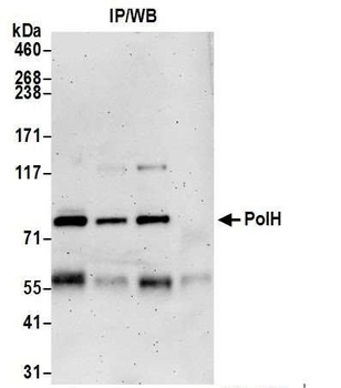 Rabbit anti-PolH Antibody, Affinity Purified