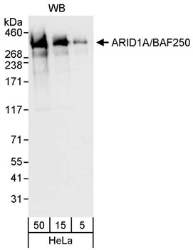 Rabbit anti-ARID1A/BAF250 Antibody, Affinity Purified
