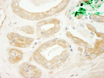 Rabbit anti-BIG2/ARFGEF2 Antibody, Affinity Purified