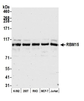 Rabbit anti-RBM15 Antibody, Affinity Purified