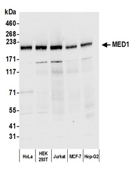 Rabbit anti-MED1 Antibody, Affinity Purified