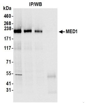 Rabbit anti-MED1 Antibody, Affinity Purified