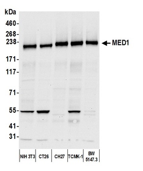 Rabbit anti-MED1 Antibody, Affinity Purified