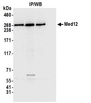 Rabbit anti-MED12 Antibody, Affinity Purified