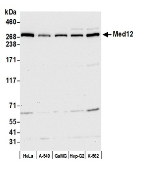 Rabbit anti-MED12 Antibody, Affinity Purified
