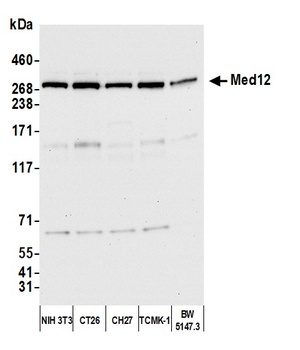 Rabbit anti-MED12 Antibody, Affinity Purified