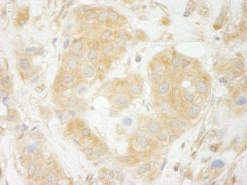 Rabbit anti-Sec23IP/MSTP053 Antibody, Affinity Purified
