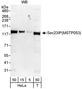 Rabbit anti-Sec23IP/MSTP053 Antibody, Affinity Purified