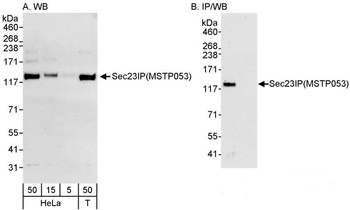 Rabbit anti-Sec23IP/MSTP053 Antibody, Affinity Purified