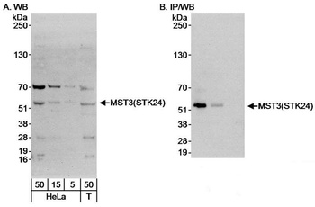 Rabbit anti-MST3/STK24 Antibody, Affinity Purified