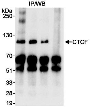 Rabbit anti-CTCF Antibody, Affinity Purified