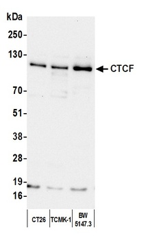 Rabbit anti-CTCF Antibody, Affinity Purified
