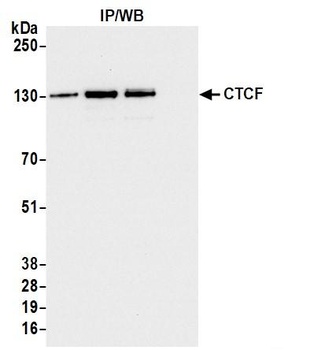 Rabbit anti-CTCF Antibody, Affinity Purified