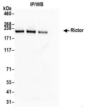 Rabbit anti-Rictor Antibody, Affinity Purified