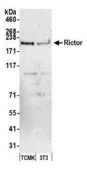 Rabbit anti-Rictor Antibody, Affinity Purified