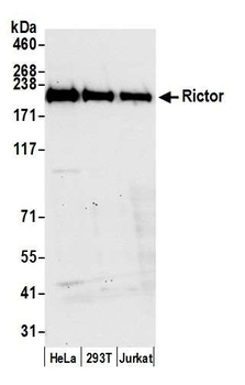 Rabbit anti-Rictor Antibody, Affinity Purified